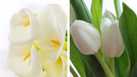 Si te gustan las flores a domicilio debes conocer las diferencias entre el tulipán y la cala 