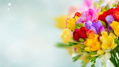 Ramos de fresias, nuevo ramo de flores a domicilio en Flores Premium