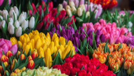 Curiosidades y significados de los tulipanes