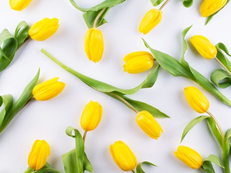 Tulipanes amarillos para envío a domicilio