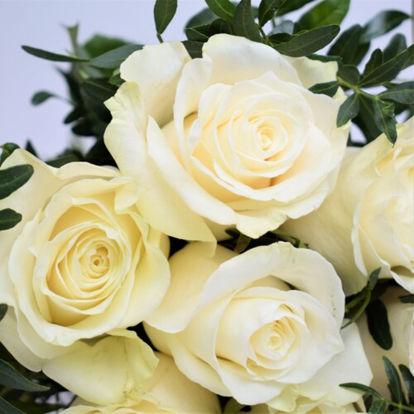 Ramo de rosas blancas para enviar a domicilio