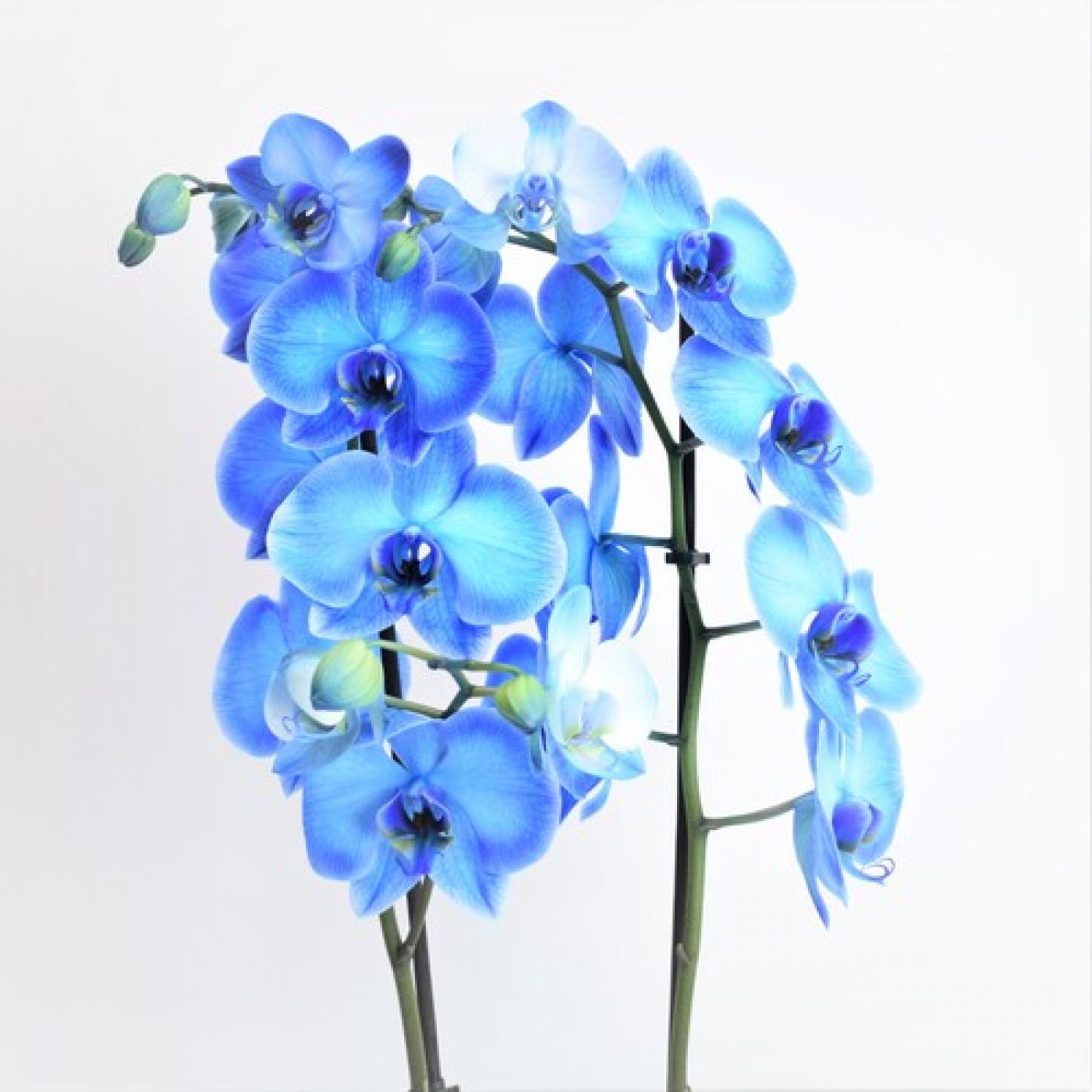 Ramo de orquídeas azules para regalar por San Valentín