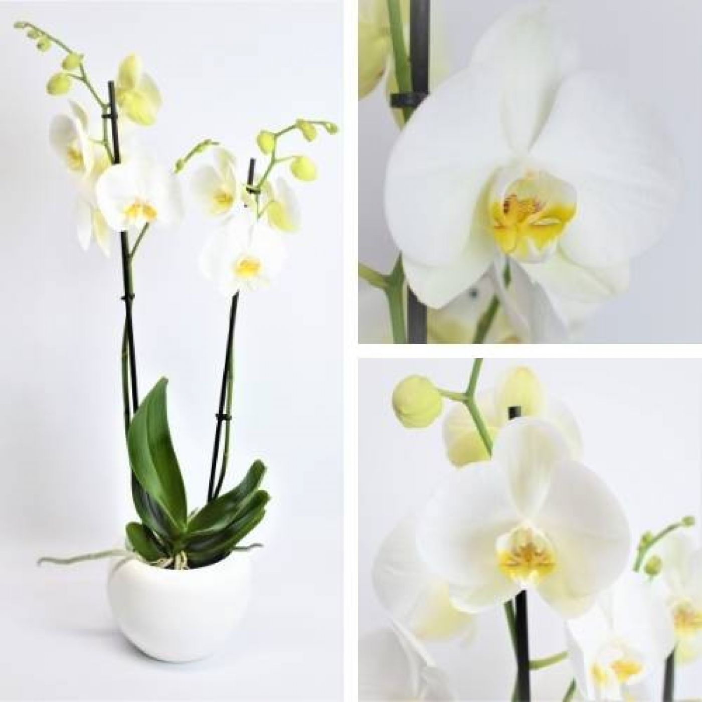 Orquideas blancas para San Valentín